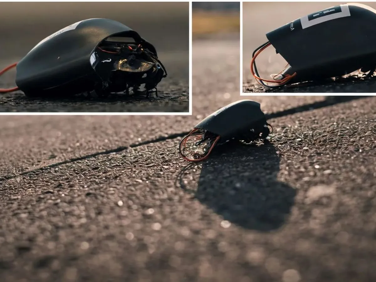 Insecte vii echipate cu stimulare neuronală, senzori și module de comunicații securizate - Foto: SWARM Biotactics