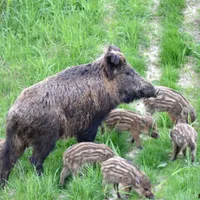 Guvernul Dăncilă vrea să împuște toate animalele sălbatice din zonele unde au fost găsiți mistreți bolnavi de pestă porcină. FOTO: Emil Todorov/SOR