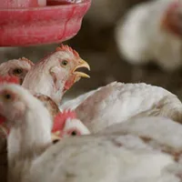 Focar de salmonella, la o fermă de găini din Dâmbovița. / Foto: economica.net