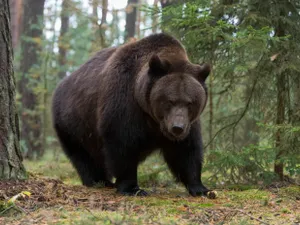RO-Alert în Sibiu. Urs semnalat pe DN7, în zona localității Veștem. Ce să NU faci dacă îl întâlnești - Foto: Profimedia images - Caracter ilustrativ
