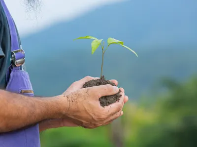 Persoană care vrea să planteze un copac - Foto: Magnific.com (Imagine cu rol ilustrativ)