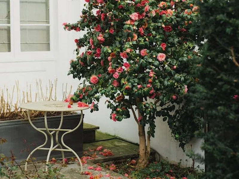 Îngrăşământul-minune care face florile să înflorească minunat. Nu costă nimic! - Foto: Pexels/Tatiana