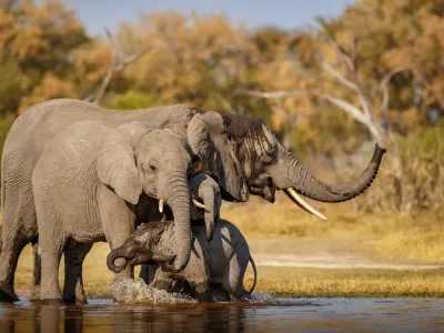 Un miliardar a fost ucis de elefanți în timp ce era la vânătoare în Africa. „Împușca de la 10 ani”