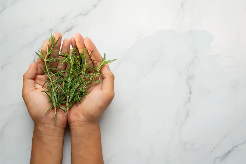 Rozmarin - Foto: Freepik (Imagine cu rol ilustrativ)