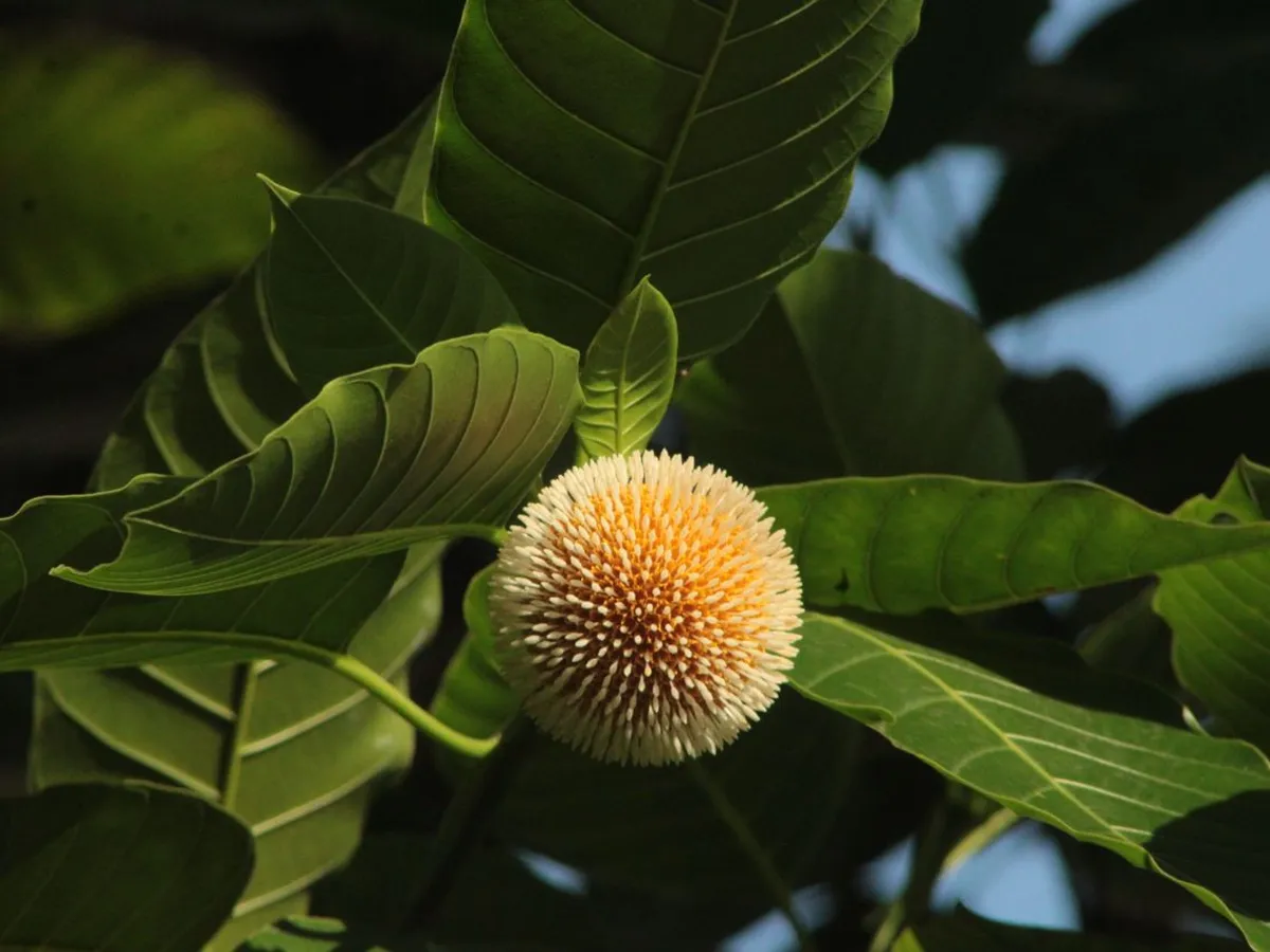 Fructe Foto: Pexels (imagine cu rol ilsutrativ)