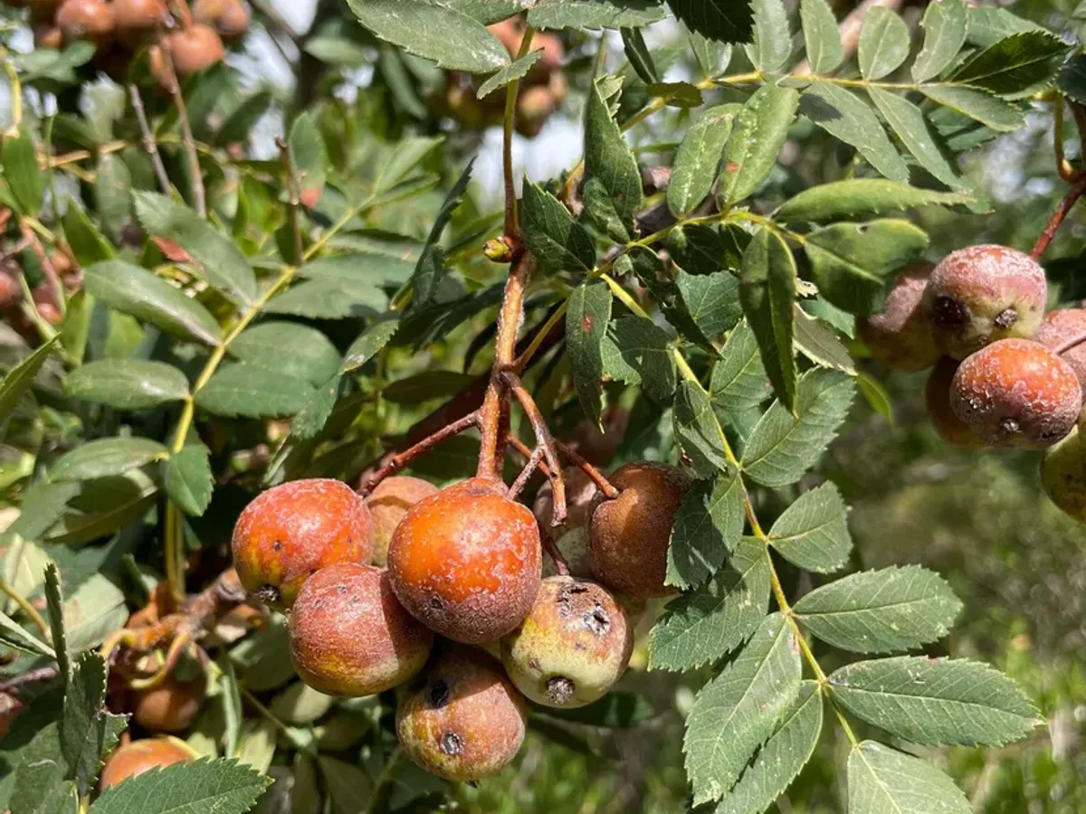 Puțini români mai au acest pom în curte! Fructul are mai multă vitamina C decât lămâia și se mănâncă „copt”