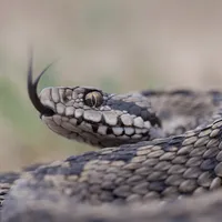Copil mușcat de viperă, chiar în curtea casei. Șarpele a ieșeit de sub un coteț  - Foto: Arhivă / imagine cu caracter ilustrativ