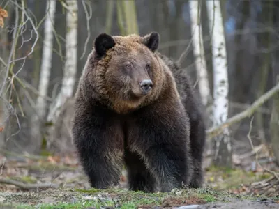 Urs - Foto: Freepik (Imagine cu rol ilustrativ)