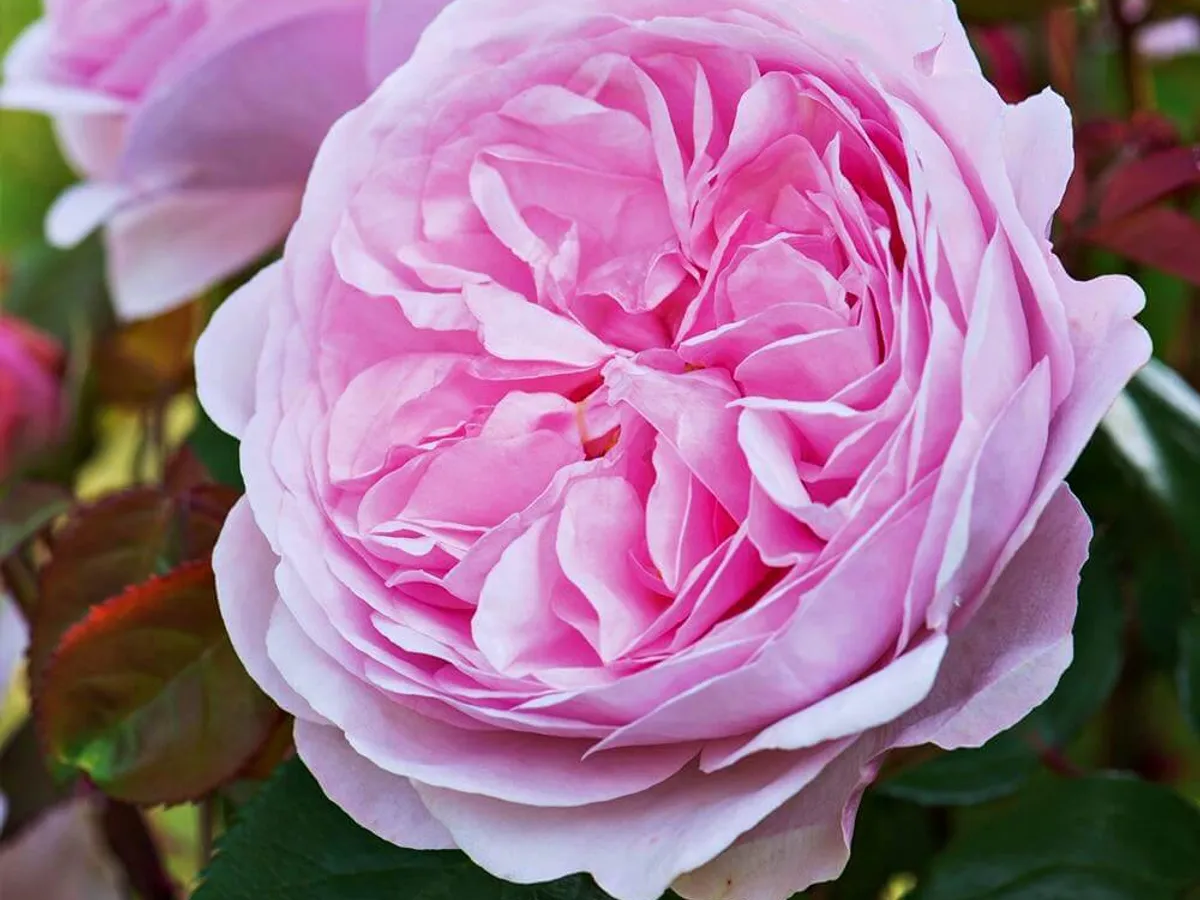 TRANDAFIRUL OLIVER ROSE AUSTIN - Foto: gradina-bijoux