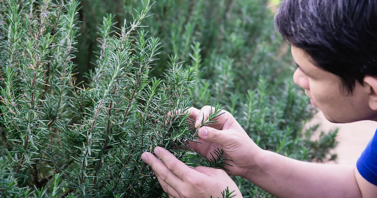 De ce sa combini rozmarinul și sarea într-un borcan? Le folosești in baie, dulapuri și bucătărie • Newsweek România