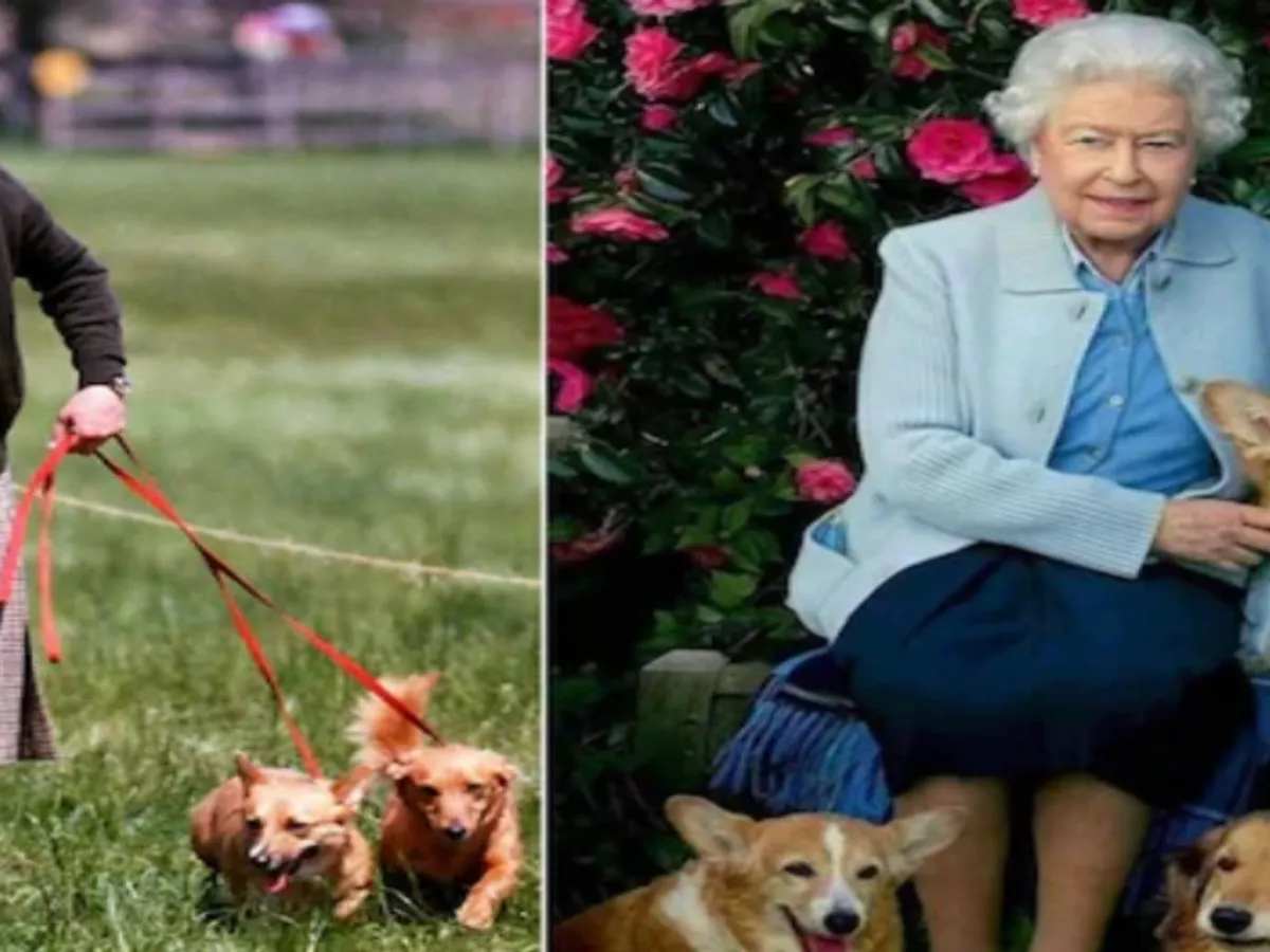 Câinii reginei - FOTO indiatoday.in