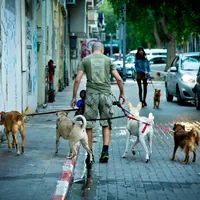 Caca de câine de pe străzi, identificat prin ADN. Proprietarii nu pot scăpa de amenzi, în Tel Aviv/FOTO: timesofisrael.com