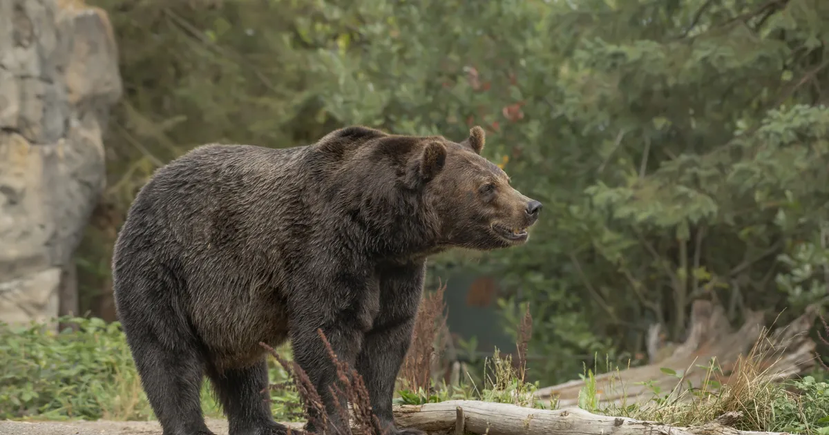 până la 12.700 de exemplare, anunță ministrul • Newsweek România