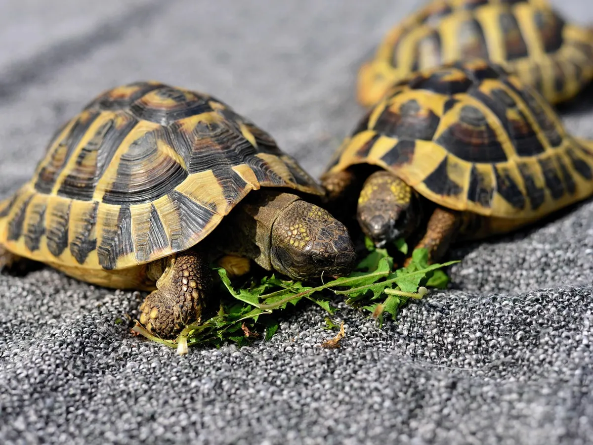 Care a fost prima specie ce a ajuns la Lună