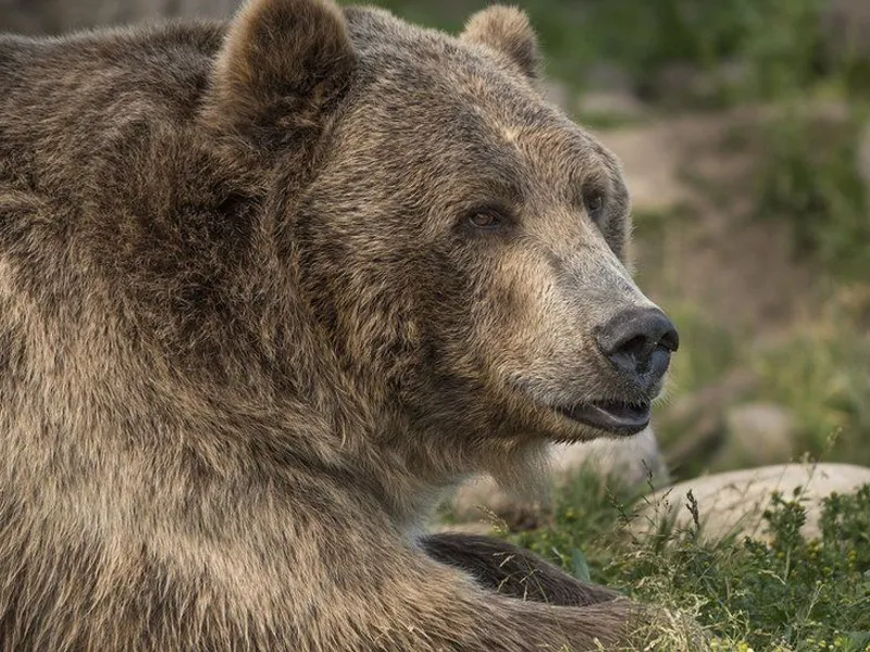 26 de apeluri care semnalau prezenţa urşilor în localităţi, în ultimele patru zile în Harghita / bbc