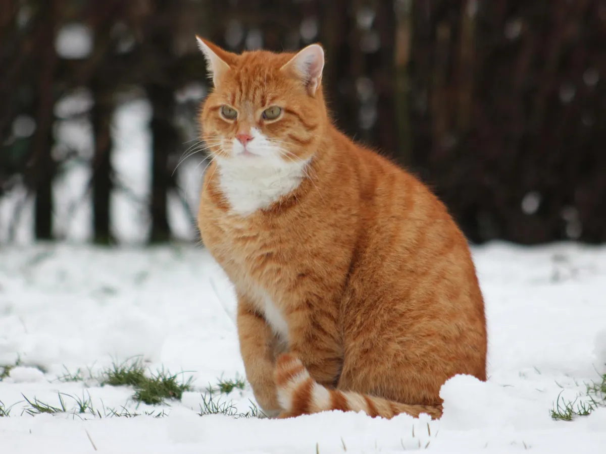 Pisică care stă pe zăpadă - Foto: Freepik (Imagine cu rol ilustrativ)