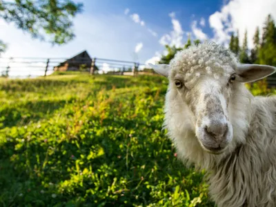 Oaie - Foto: freepi0k (rol ilustrativ)