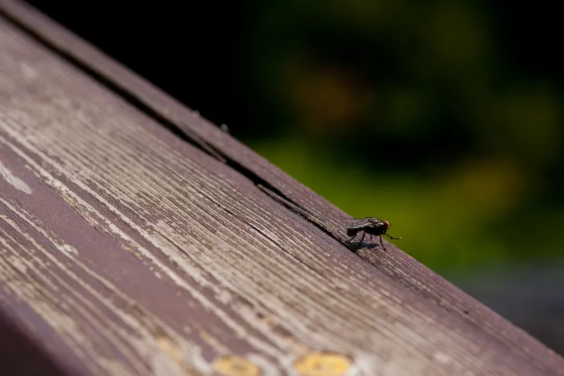 Insectă Foto: Freepik (imagine cu rol ilustrativ)