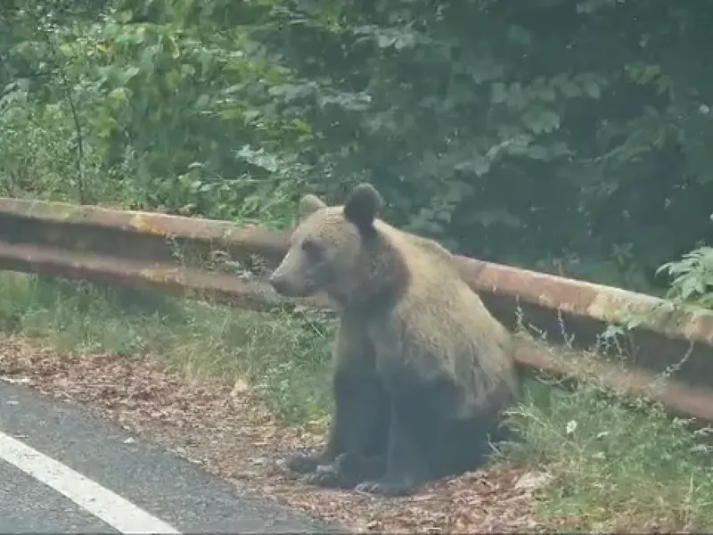 Noi sancțiuni pentru turiștii care hrănesc urșii pe Transfăgărășan. Ce NU au voie să mai facă? - Foto: Arhiva / imagine cu rol ilustrativ