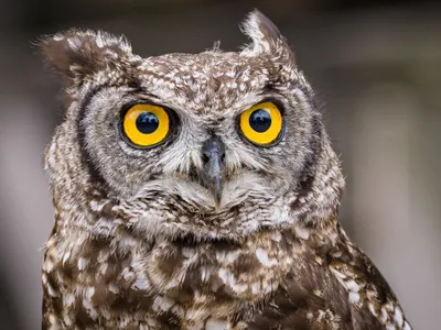 Bufniță - Foto: Freepik (Imagine cu rol ilustrativ)