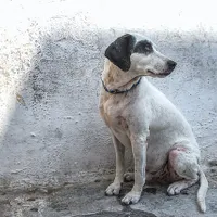 Câine fără adăpost/FOTO: unsplash.com