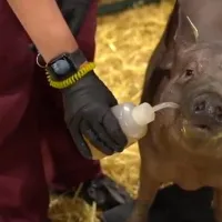 Porcul cu cip al lui Elon Musk/FOTO: youtube.com