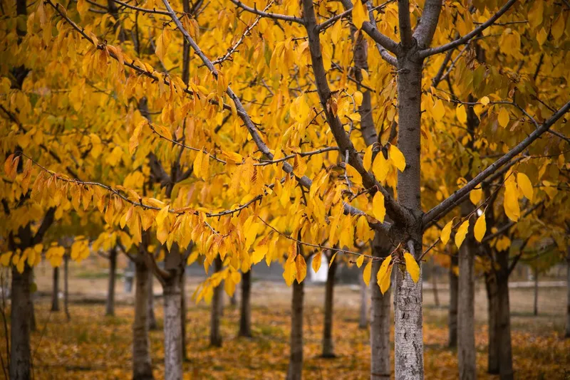 Copaci toamna - Foto: Pexels (Imagine cu rol ilustrativ)