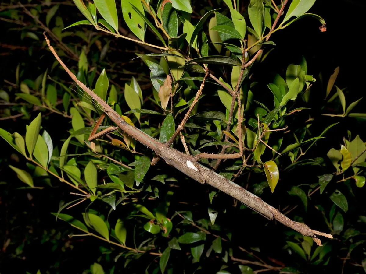 VIDEO Insectă-băț de 40 de cm lungime, descoperită în Australia. Specia trăiește la altitudini mari - Foto: X / Professor Angus Emmott  @jcu