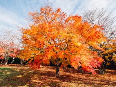 Arțar Japonez - Foto: magnific