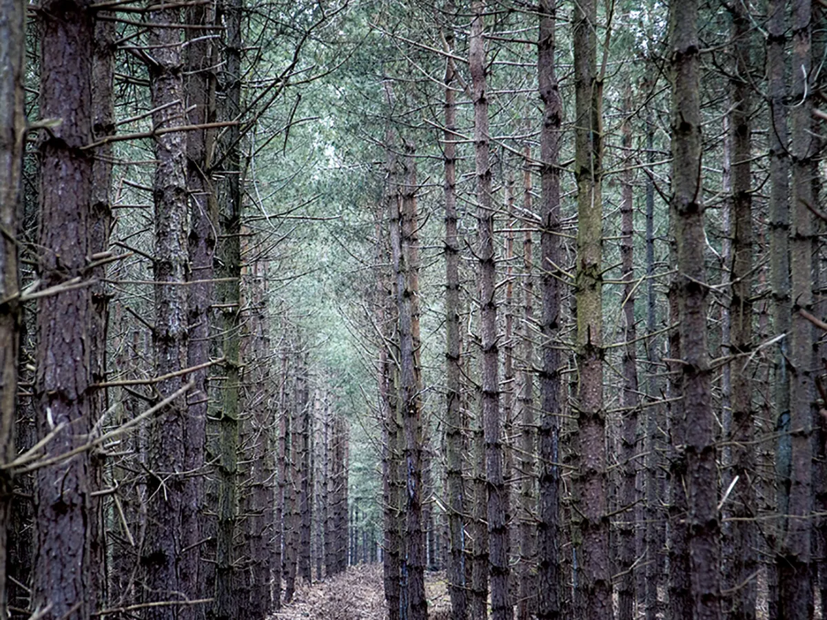 Traseul OZN din Pădurea Rendlesham - Suffolk, Anglia