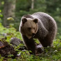 Județul din România, invadat de urși. 507 mesaje RO-ALERT trimise în 2024. Localnicii sunt disperați - Foto: Profimedia images