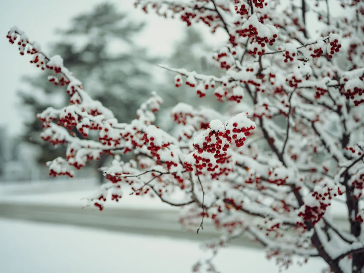 Copaci iarna Foto: PExels (imagine cu rol ilustrativ)