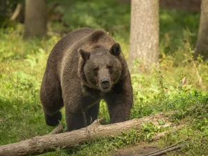 Bărbat de 53 de ani din Vâlcea, atacat de un urs în timp ce se întorcea cu animalele la stână - Foto: Profimedia images