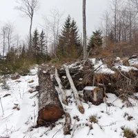 Defrișarea pădurilor din România/FOTO: Facebook