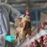 Franța a ridicat nivelul de alertă. Virusul gripei aviare, H5N8, se extinde în Europa. / Foto: stirilekanald.ro