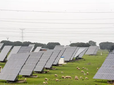 Oi printre panouri solare - Foto: Freepik