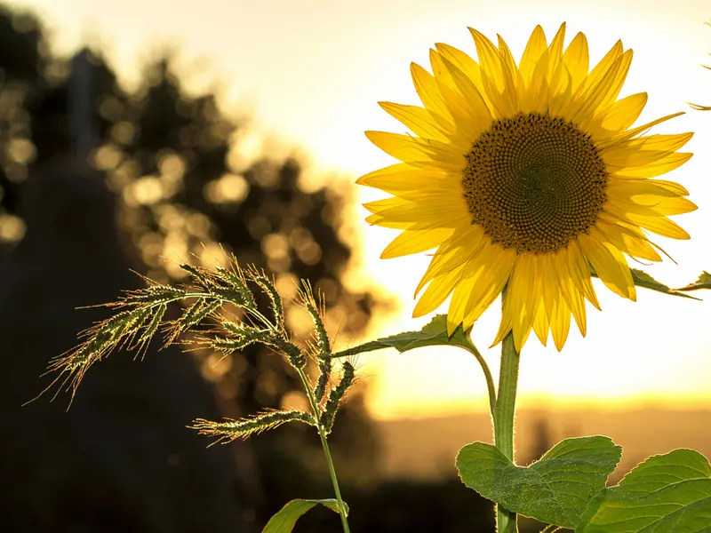 Ce subvenții au fost tăiate anul acesta de pe listă? Agricultorii trebuie să știe ultimele schimbări Foto: Pexels (fotografie cu caracter ilustrativ)