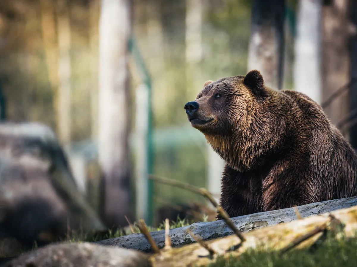 Urs căutat pe străzile Sibiului - Foto: Pexels/ Janko Ferlic
