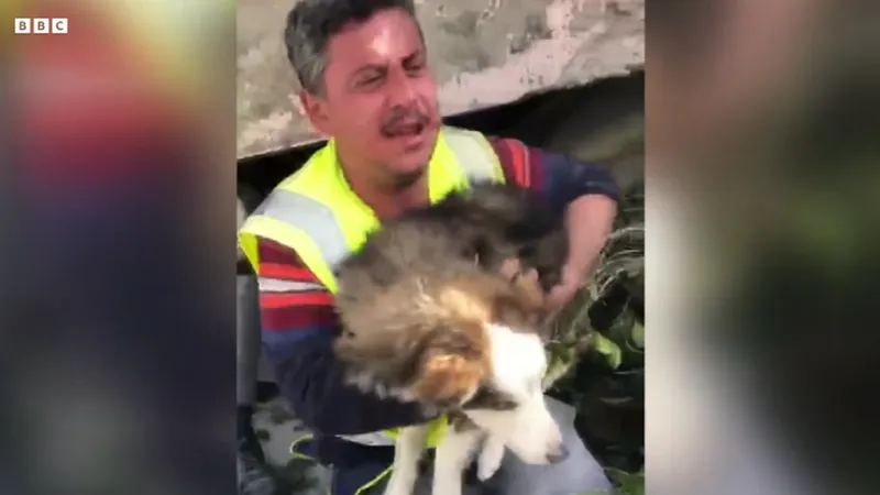 Un câine a fost salvat de sub dărâmături în Turcia după trei săptămâni - Foto: BBC / Captură video