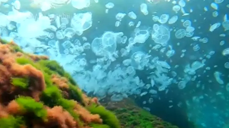 Marea Neagră a fost invadată de meduze albastre, specie originară din Marea Mediterană - Foto: captură video