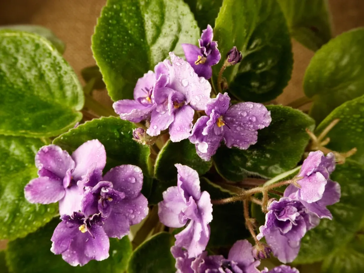 Flori Foto: Shutterstock (imagine cu rol ilustrativ)