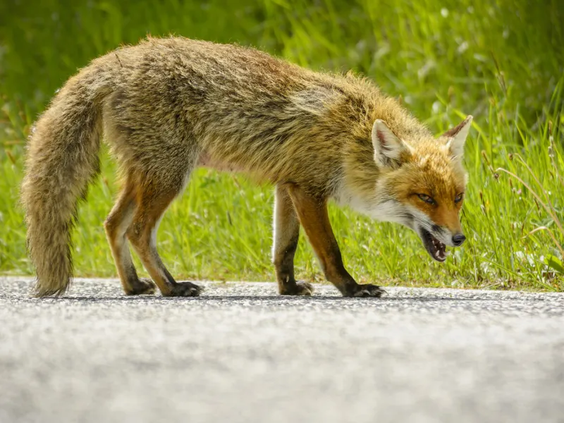 Autoritățile au trimis în urmă cu puțin timp un RO-ALERT. Nou focar de rabie într-un județ din țară - Foto: Descopera,ro / imagine rol ilustrativ