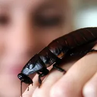 „Roach Board”: Ești supărat pe iubit/iubită sau pe un politician, poți să-i dai numele unui gândac. / Foto: kentlive.news