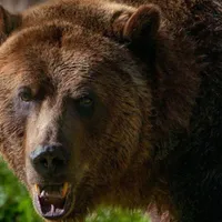 Specialist cinegetică, despre tragedia din Bucegi. „Legiuitorii au ales să asculte ONG-urile” - Foto: Ziaruldeiasi(foto cu caracter ilustrativ)