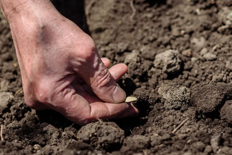 Semințe care sunt plantate - Foto: Magnific.com (Imagine cu rol ilustrativ)