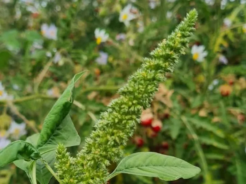 Planta pe care românii o dau la animale sau o aruncă, dar din care poate fi făcut „popcorn” delicios - Foto: agerpres.ro