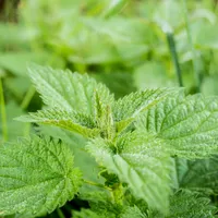 A apărut o urzică-minune care tratează boli inflamatorii, alergice și oncologice! Poate fi cultivată Foto: Pexels (fotografie cu caracter ilustrativ)