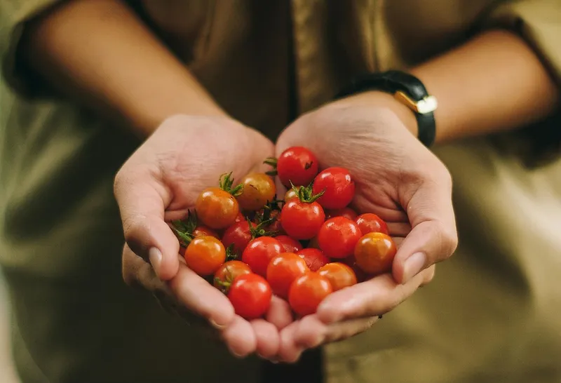O femeie ţine &icirc;n căuşul palmelor roşii cherry - Foto: Pexels/Dương Nh&acirc;n