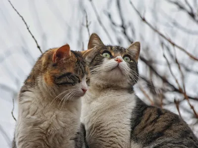 Pisici - Foto: Pexels (rol ilustrativ)