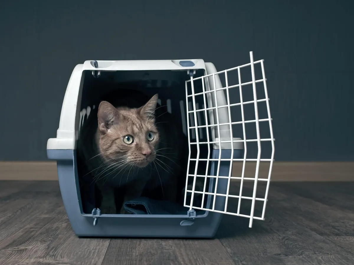 Pisică în cușcă - Foto: Freepik (Imagine cu rol ilustrativ)